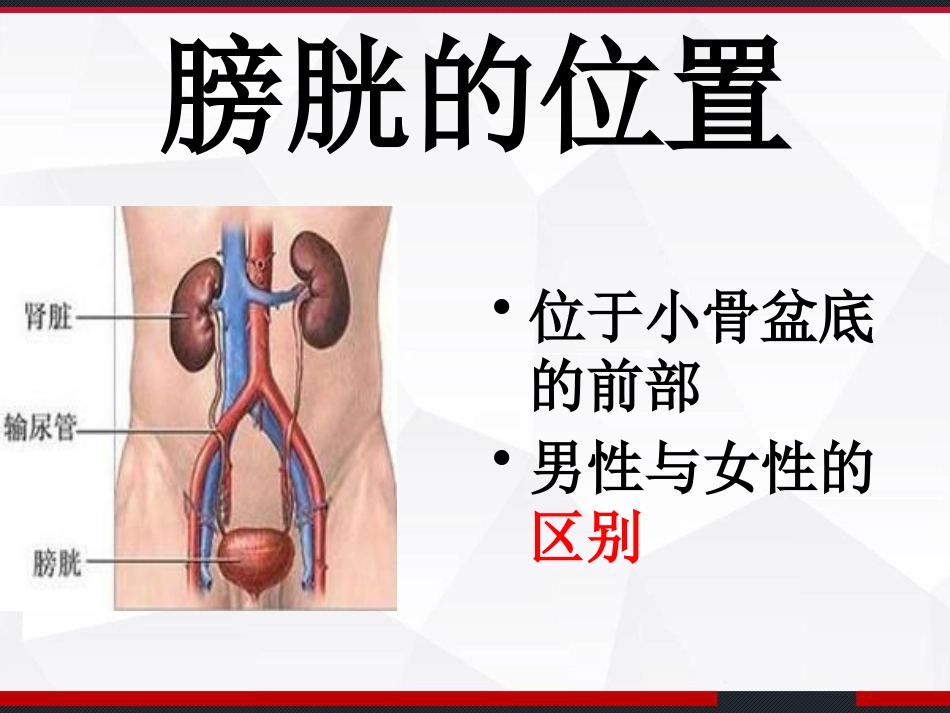 膀胱解剖及临床 PPT_第9页