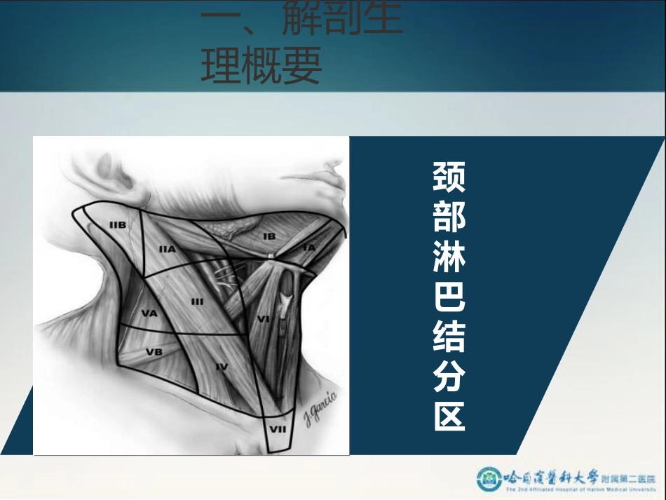 骨科-颈部疾病_第15页