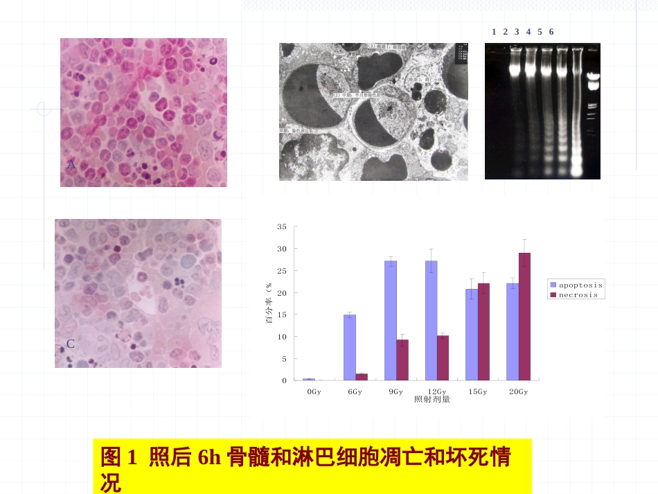 放射损伤病理学_第15页
