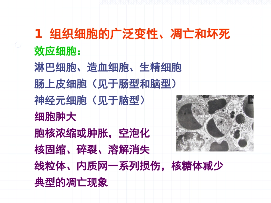 放射损伤病理学_第8页