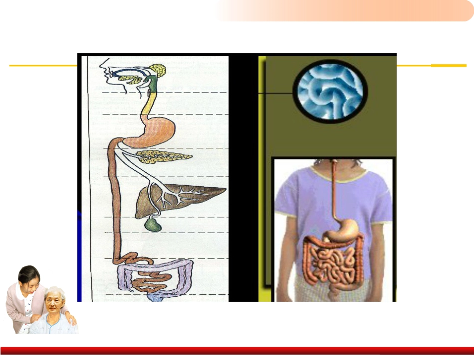 老年人排泄照料医学PPT_第4页