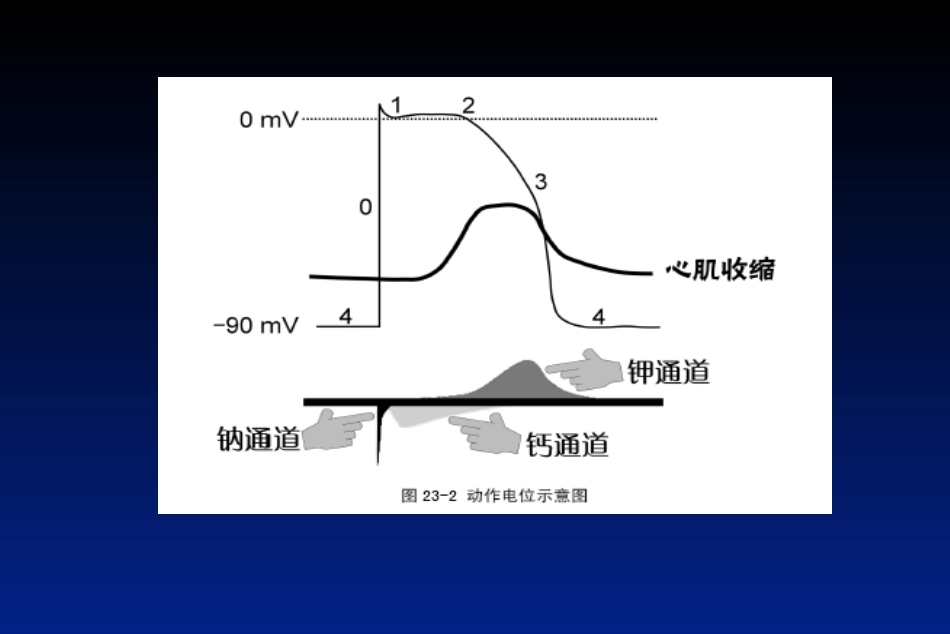 胺碘酮的临床应用(1)_第7页
