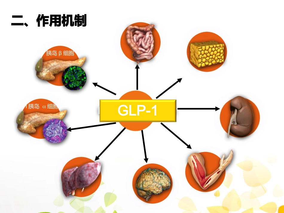 GLP-1的临床应用_第13页