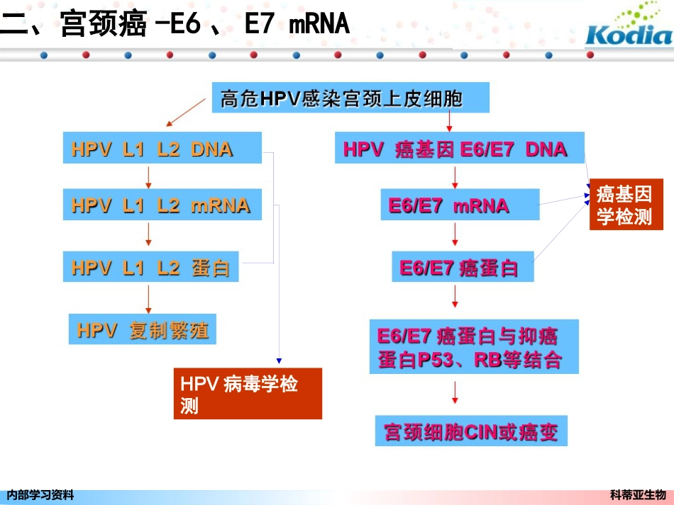 宫颈癌基因E6、E7mRNA检测_第12页