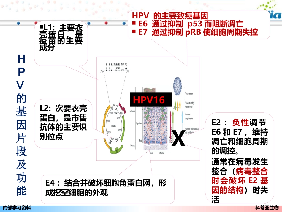宫颈癌基因E6、E7mRNA检测_第5页