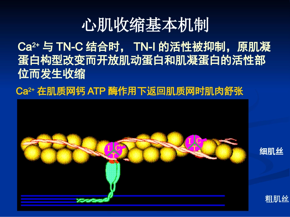 jn正性肌力药物新进展左西孟旦注射液临床应用ppt课件-69页PPT_第11页