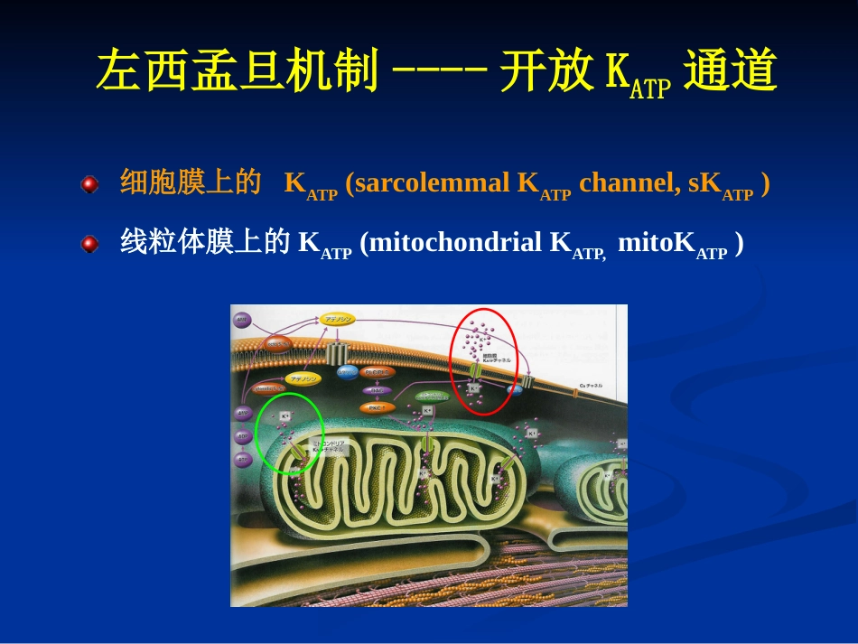jn正性肌力药物新进展左西孟旦注射液临床应用ppt课件-69页PPT_第12页