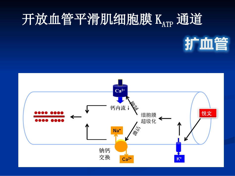 jn正性肌力药物新进展左西孟旦注射液临床应用ppt课件-69页PPT_第13页
