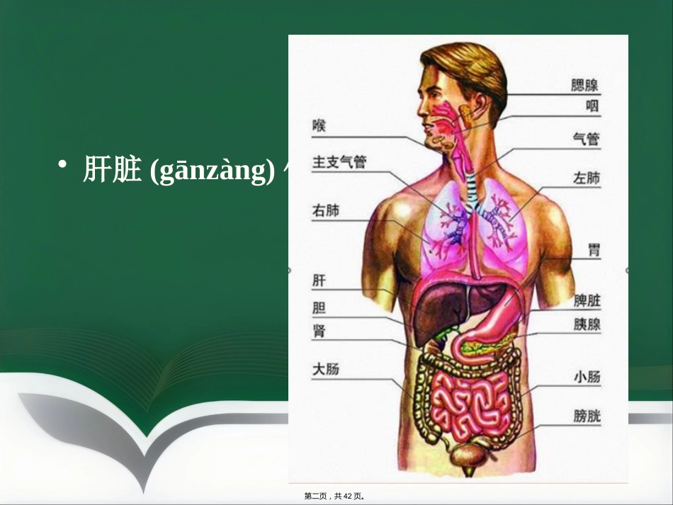 肝癌射频消融及介入治疗(共42张PPT)_第2页