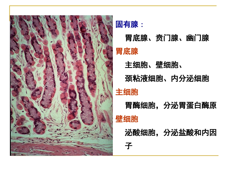病理学—消化系统疾病(消化道,肝胆胰)_第6页