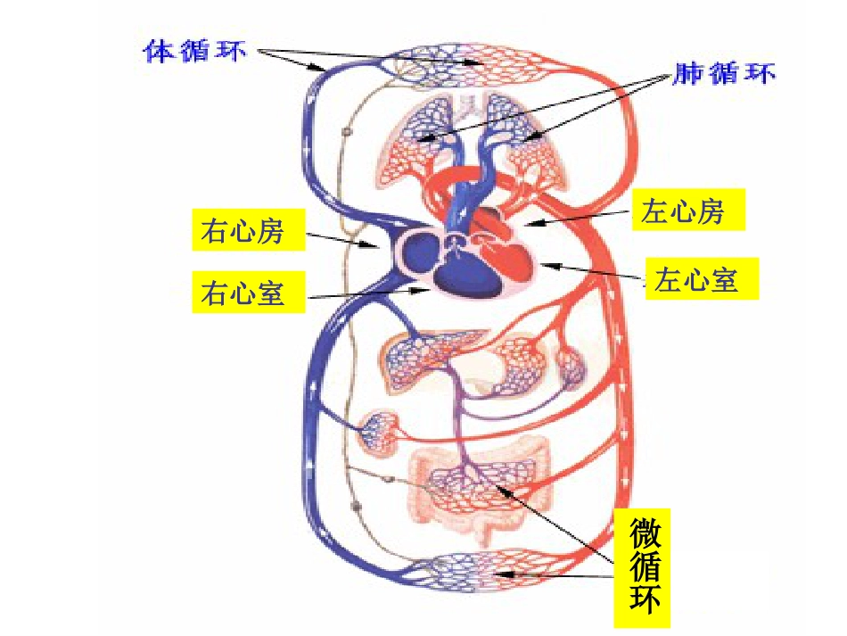病理学心血管系统(本科)_第9页
