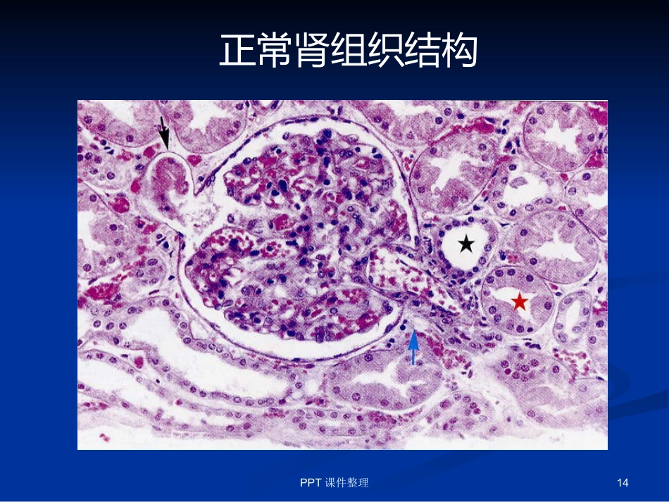 病理学图谱 实验一、细胞组织的适应、损伤与损伤修复_第14页