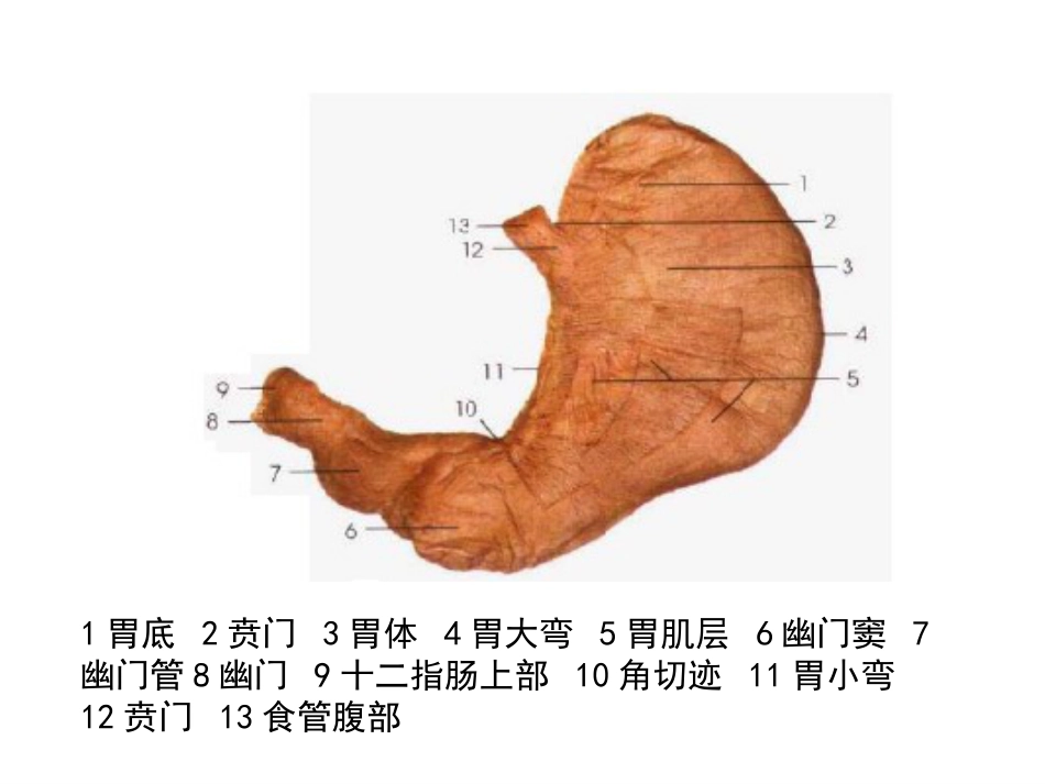 病理学胃炎胃溃疡_第3页