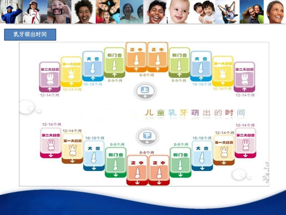 口腔培训019.口腔基础知识_第2页