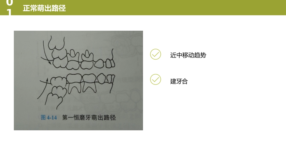 口腔培训023.萌出情况_第3页