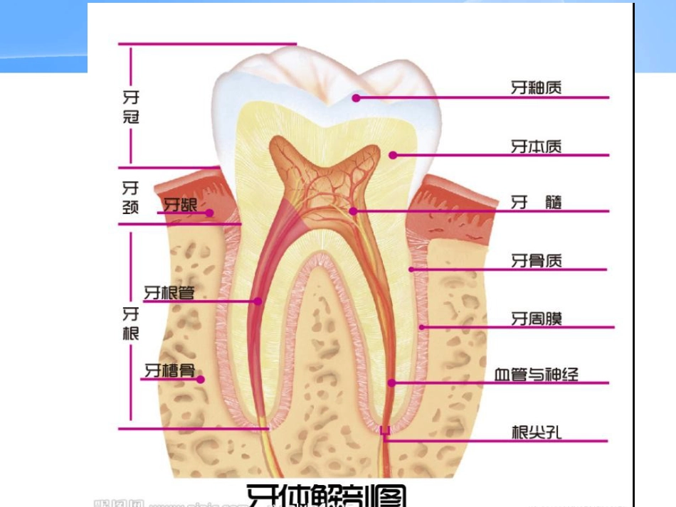 口腔培训042.中老年人常见口腔问题_第5页