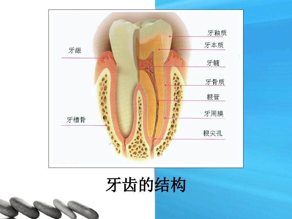 口腔培训050.口腔保健知识讲座-课件_第7页