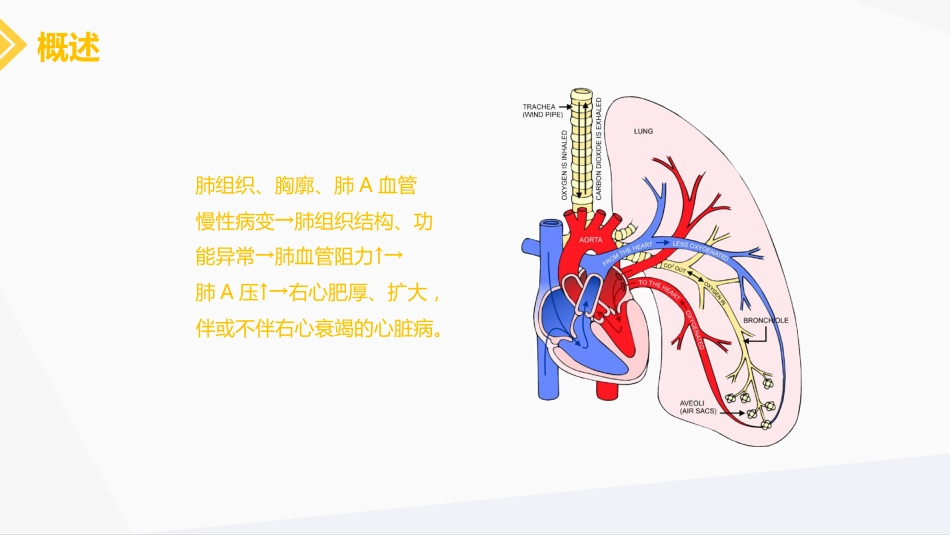 肺源性心脏病病人的护理_第4页