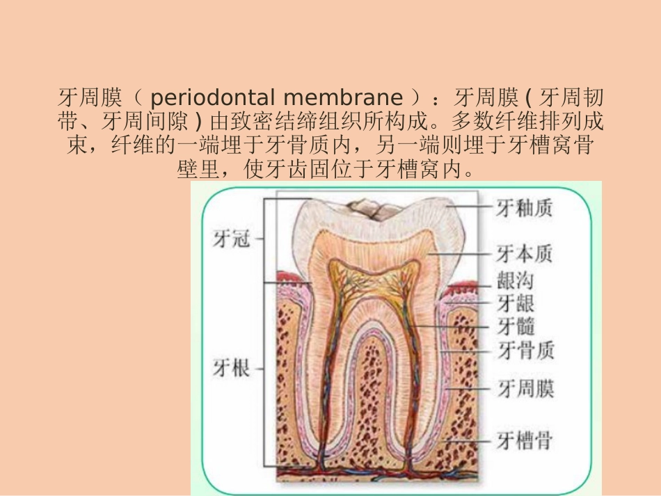 口腔培训100.牙周膜_第1页