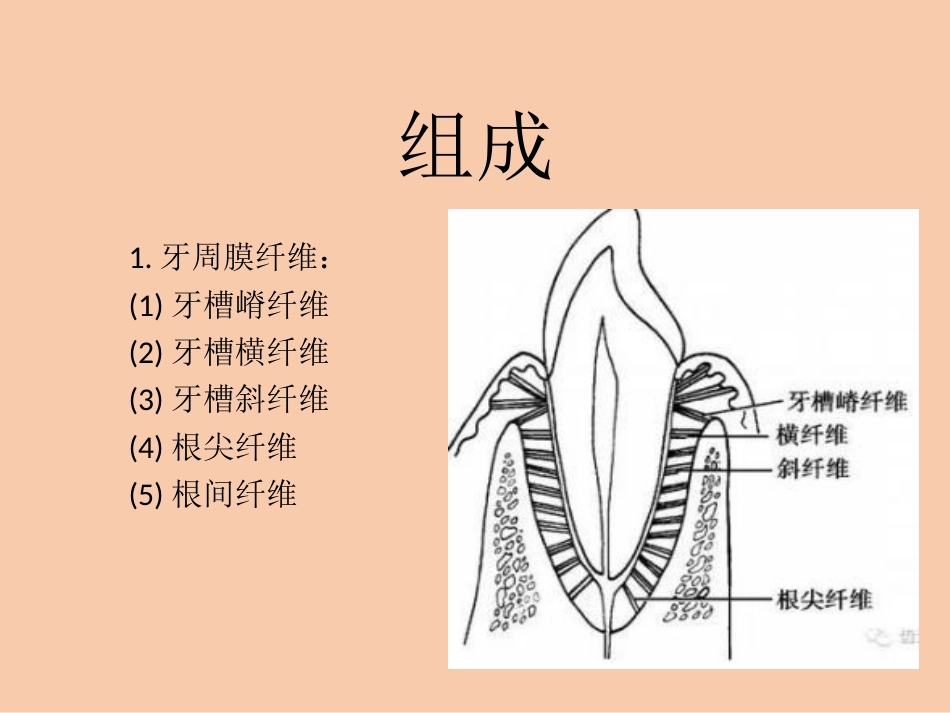 口腔培训100.牙周膜_第2页