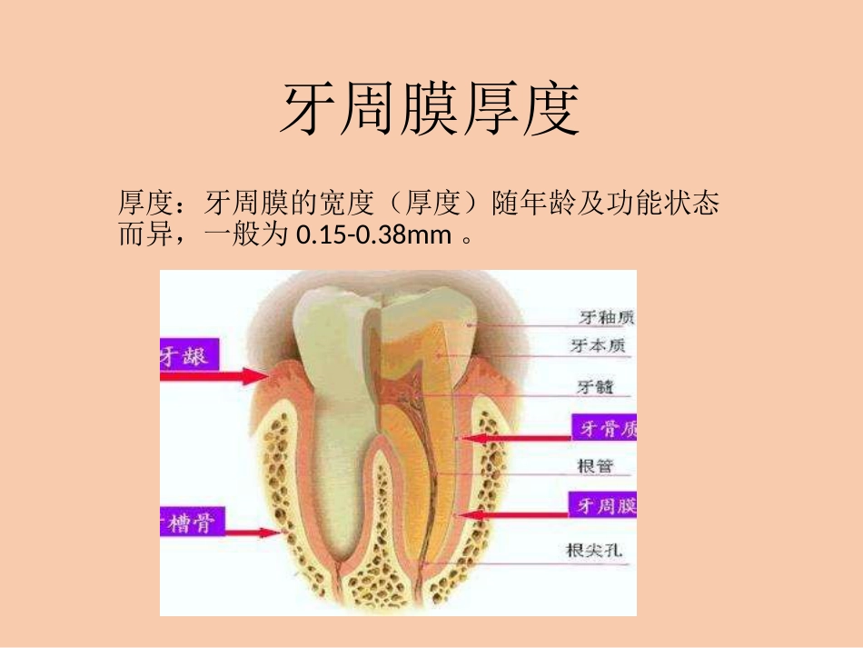 口腔培训100.牙周膜_第5页