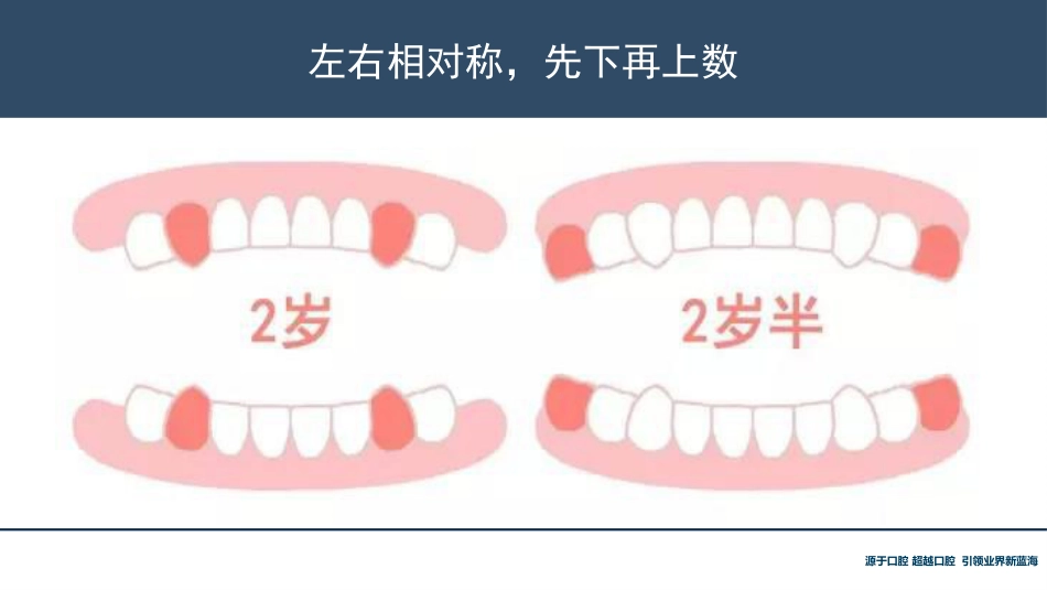 口腔培训118.牙齿基础知识_第10页