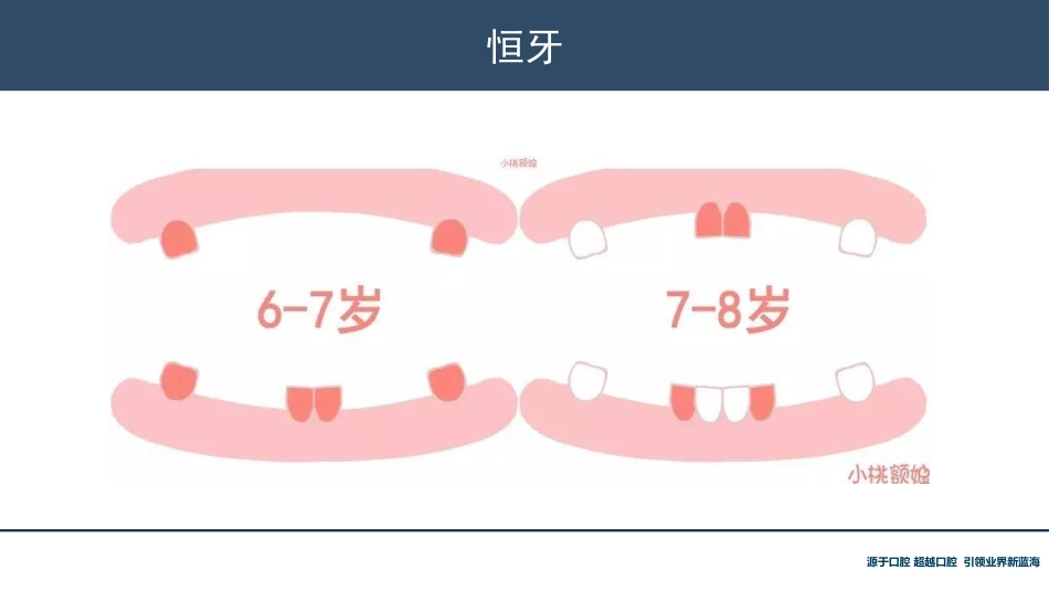 口腔培训118.牙齿基础知识_第13页