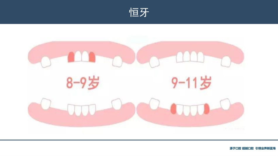 口腔培训118.牙齿基础知识_第14页