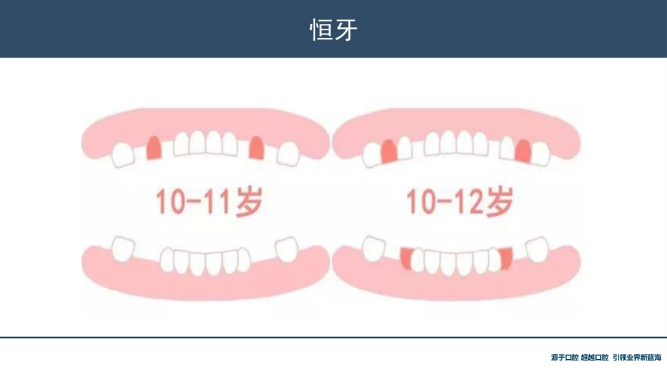 口腔培训118.牙齿基础知识_第15页