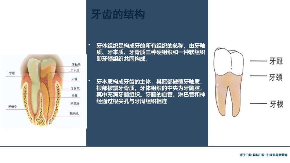 口腔培训118.牙齿基础知识_第5页