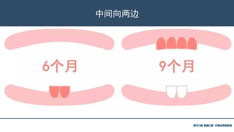 口腔培训118.牙齿基础知识_第8页