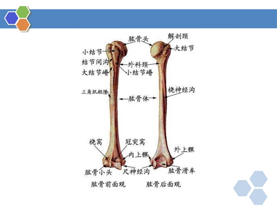 四肢骨折-影像诊断_第3页