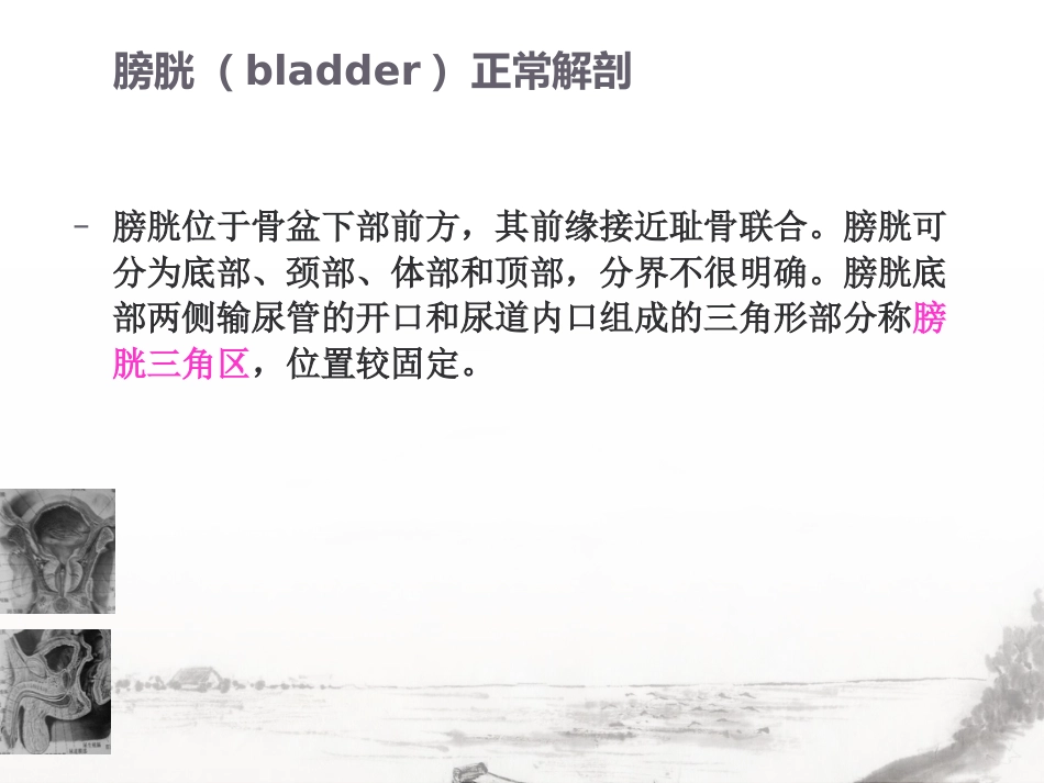 男性生殖系统疾病影像诊断_第13页