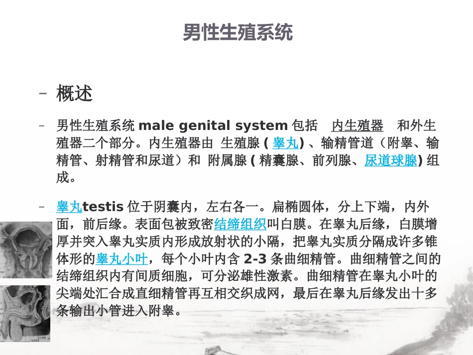 男性生殖系统疾病影像诊断_第3页