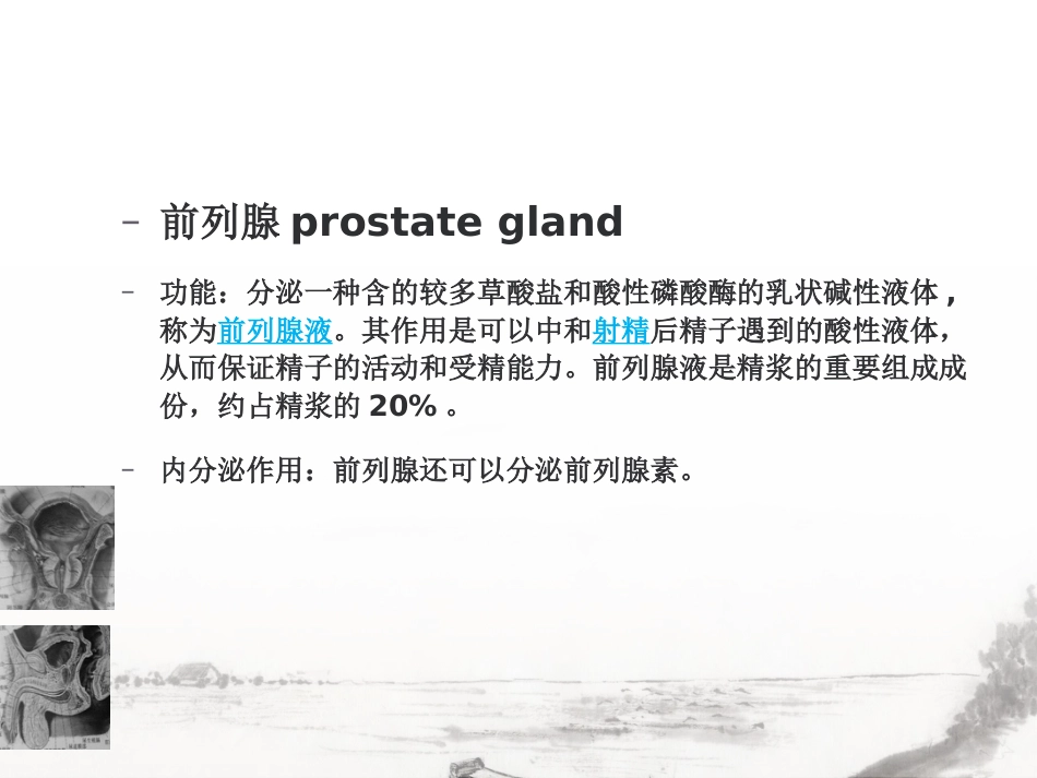 男性生殖系统疾病影像诊断_第4页