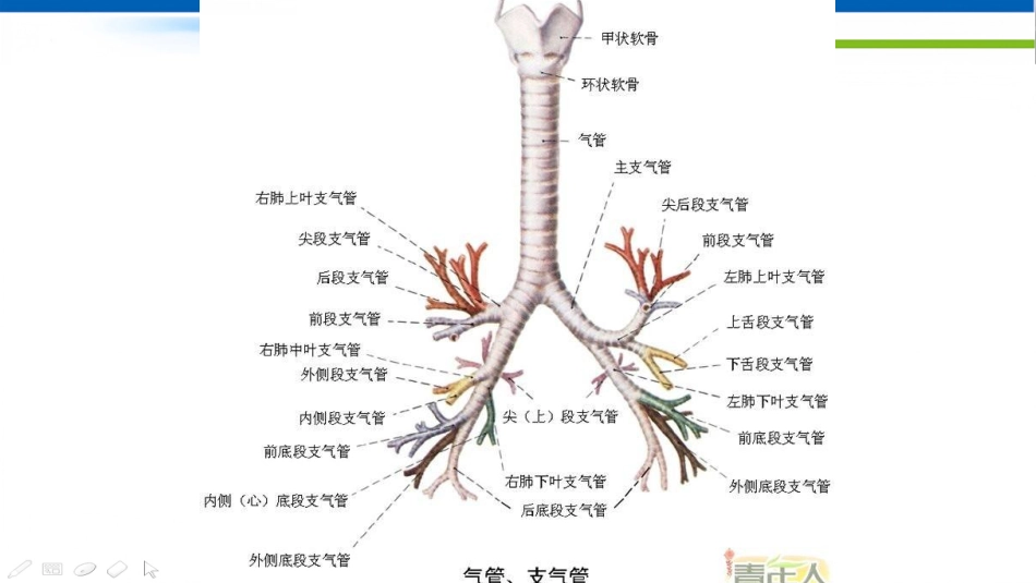 肺不张影像浅见_第7页