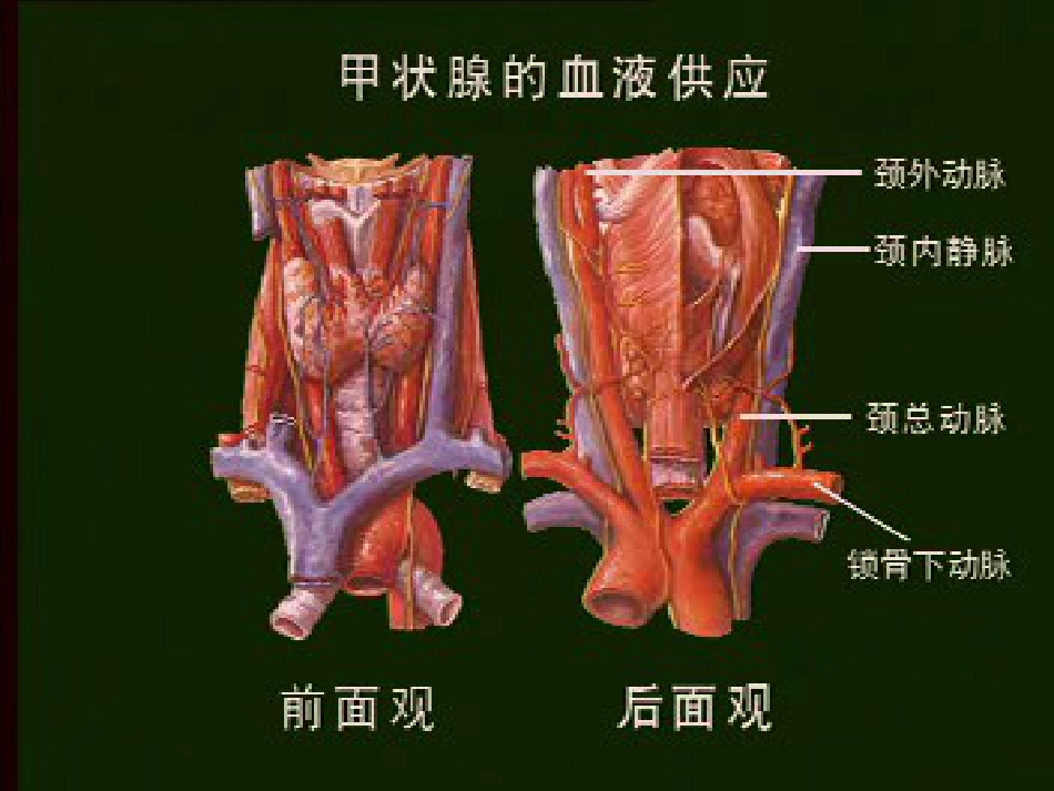 内分泌科-甲状腺疾病教学教案_第13页