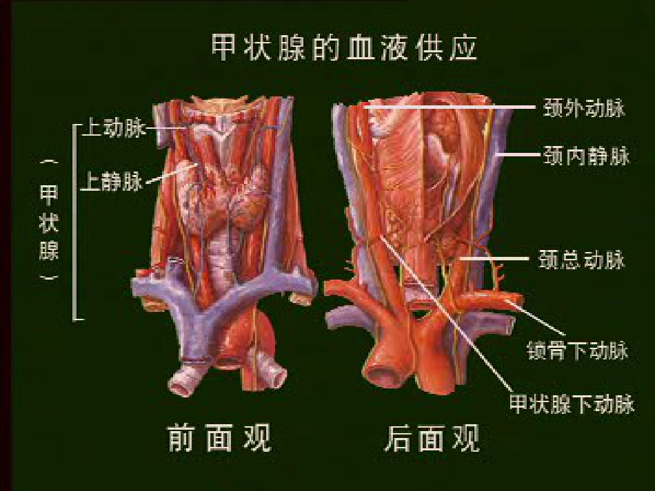内分泌科-甲状腺疾病教学教案_第14页