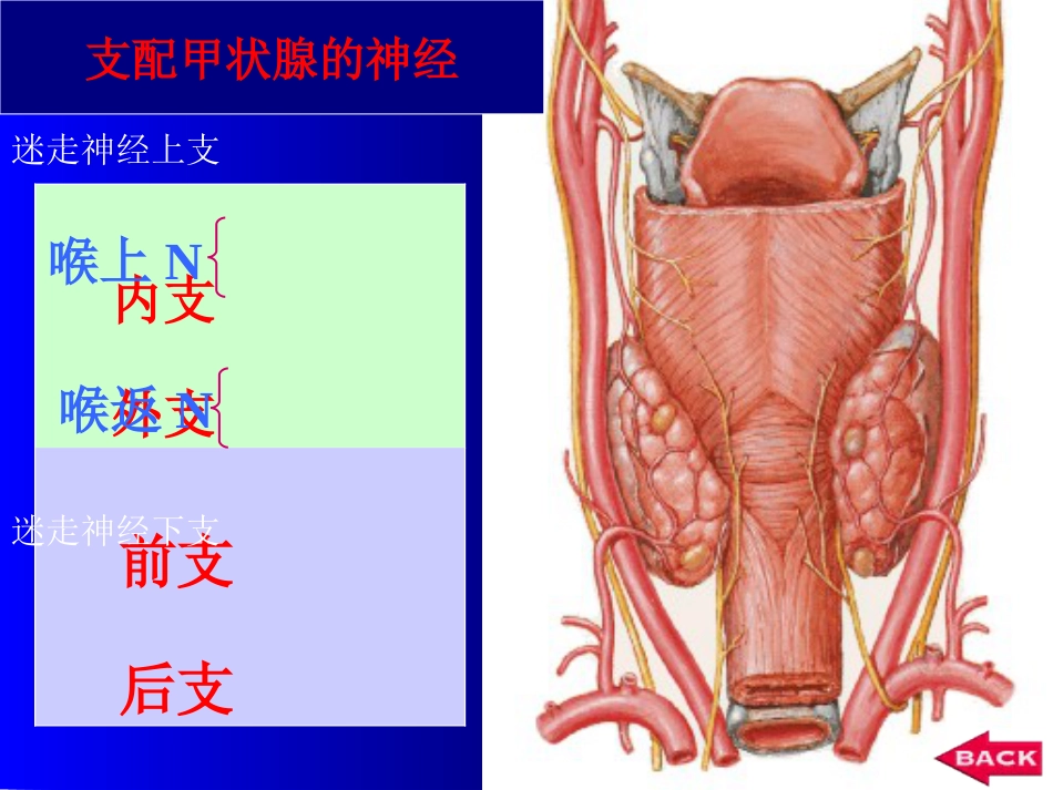 内分泌科-甲状腺疾病教学教案_第15页