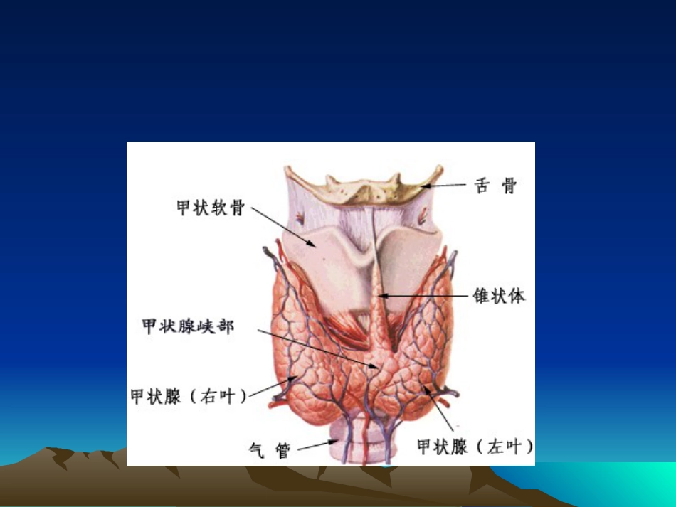 内分泌科-甲亢_第15页