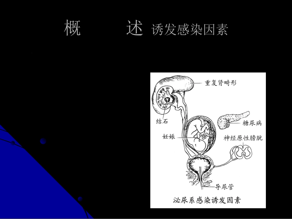 泌尿科-泌尿、男性生殖系统感染_第5页