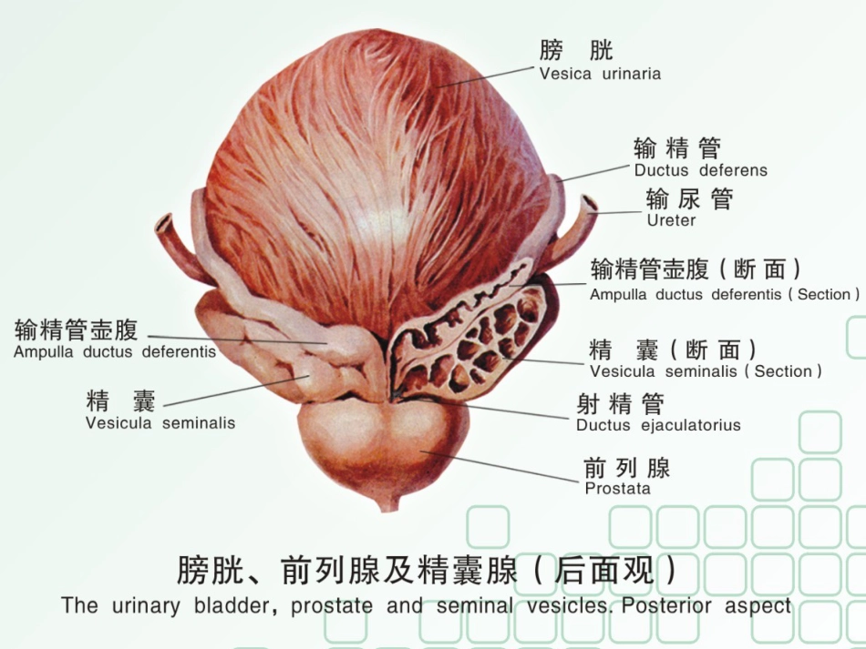 男科-慢性前列腺_第10页