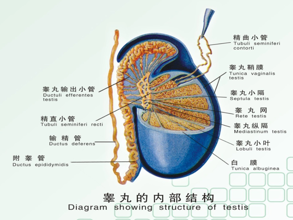 男科-慢性前列腺_第11页