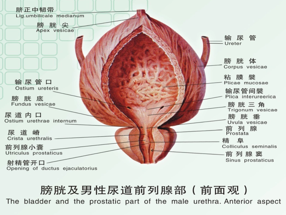 男科-慢性前列腺_第6页