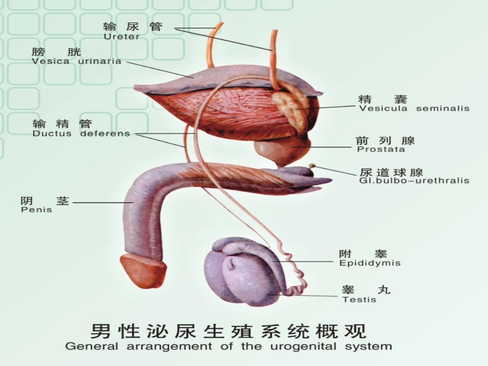 男科-慢性前列腺_第7页
