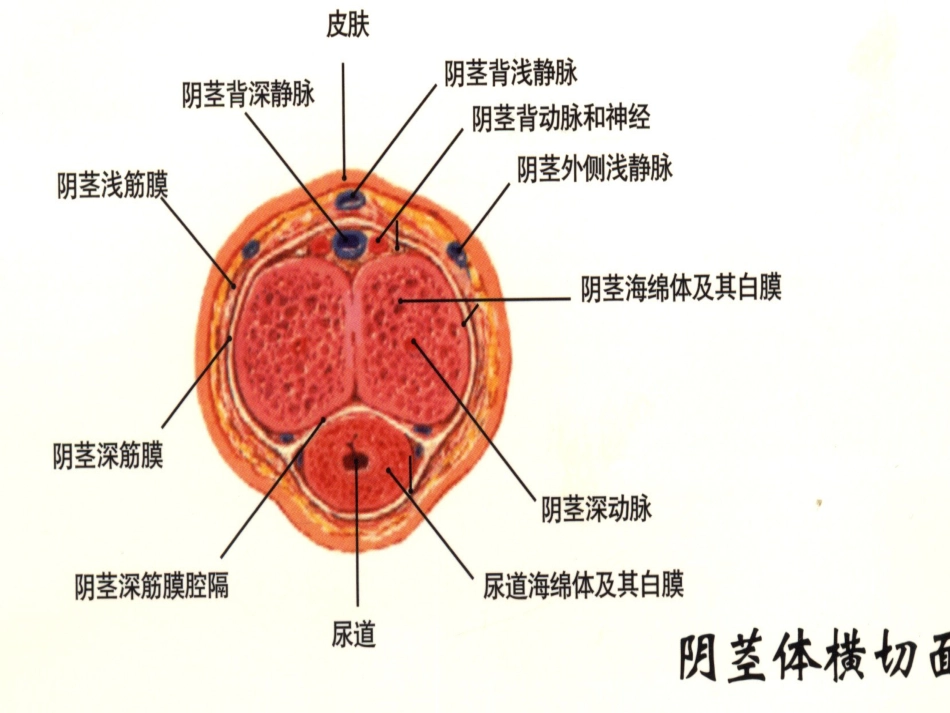 男科-慢性前列腺_第8页