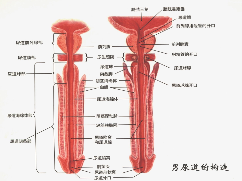 男科-慢性前列腺_第9页