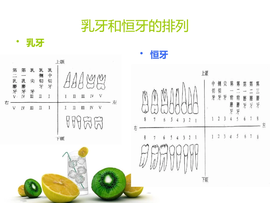 口腔牙齿基本知识_第10页