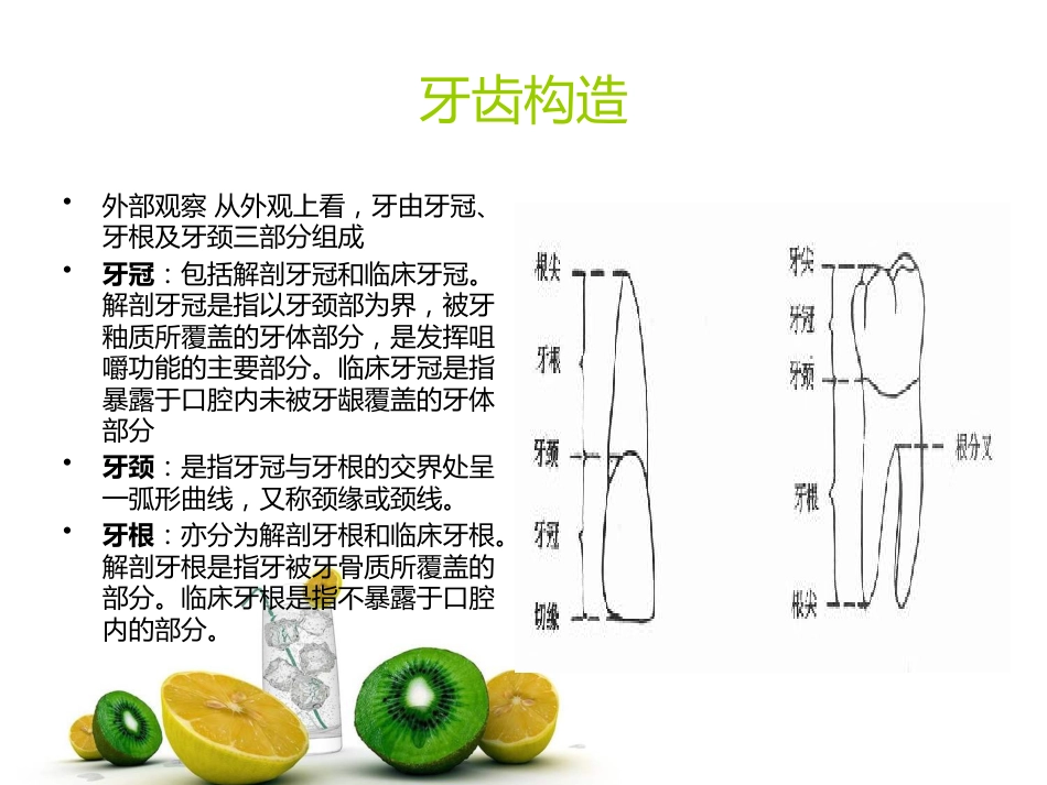 口腔牙齿基本知识_第3页