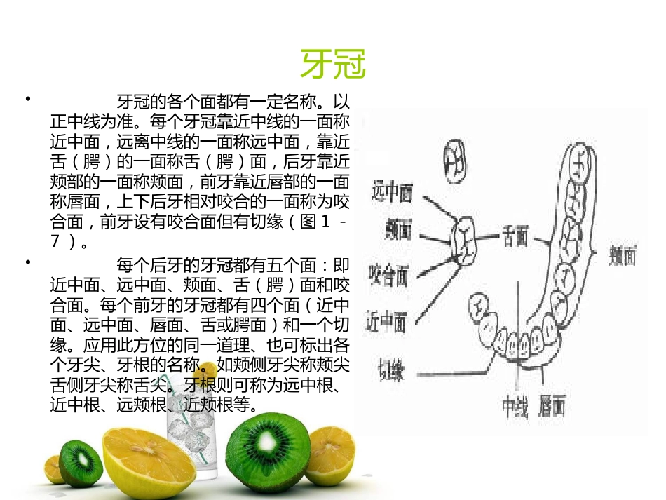 口腔牙齿基本知识_第4页